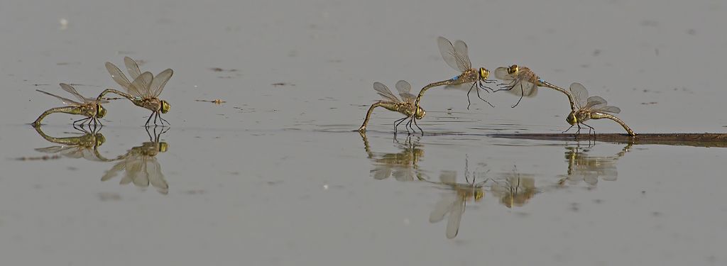 Deposizione uova Anax ephippiger